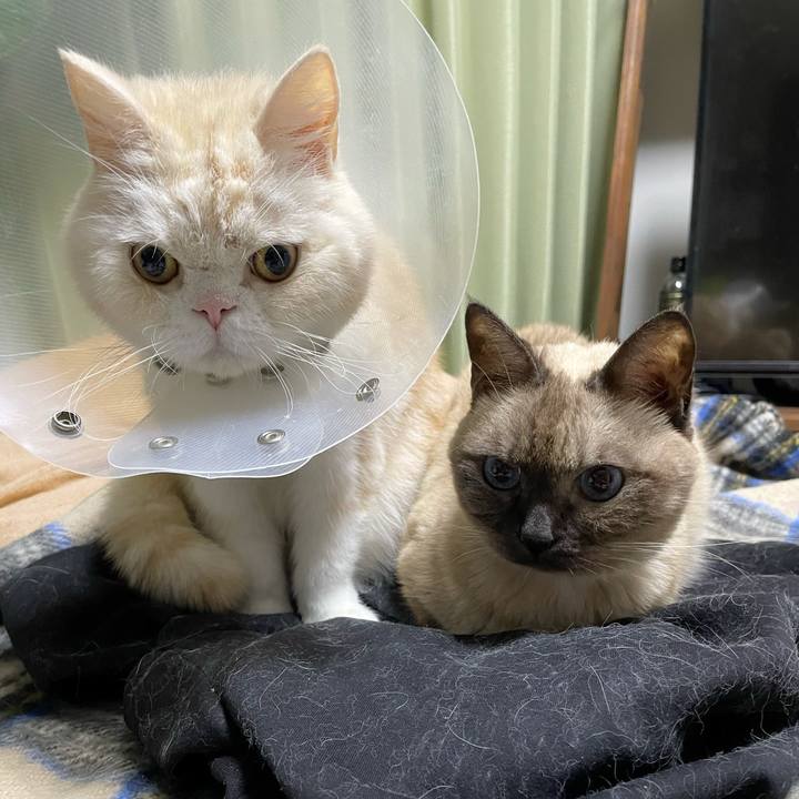 44fb6137 86d4 4619 8c63 801d16fb7243 1763202687879