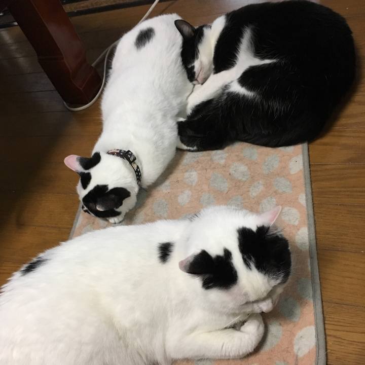 44fdd655 fb81 4da8 9a95 2c3e5b365f82 1526178743573