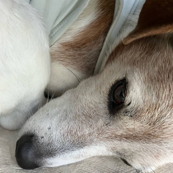 45012914 8cd6 4762 85fe 6fff8ab8bfe0 1762298823314