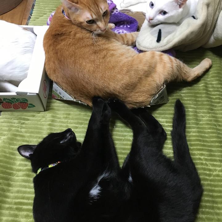 4505cd85 9487 4fd9 b96c 9f295e256e9d 1547293926703