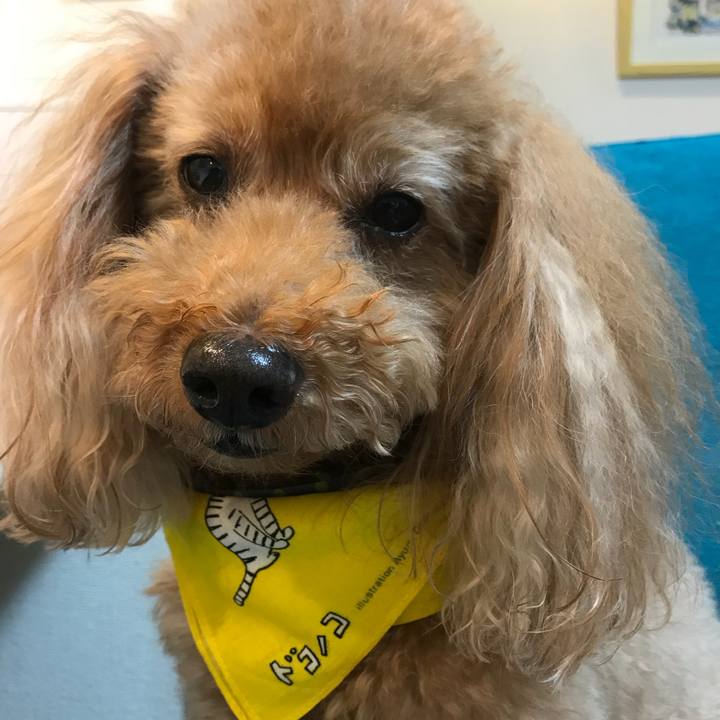 45069486 e01f 428e b8a1 2cf5690588e7 1510837885941