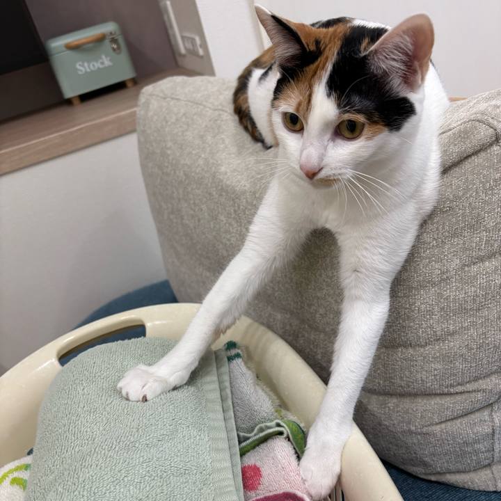 45073ef7 5b78 45d8 b83a 69402e3f6c53 1771383596900