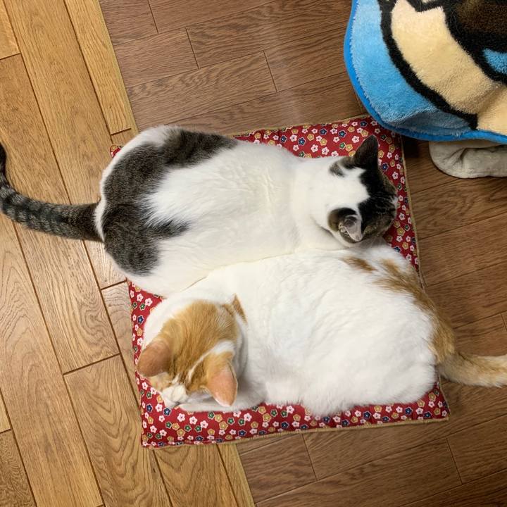 450902fc a115 44c1 92bf 5cd3cde09df9 1576325629416