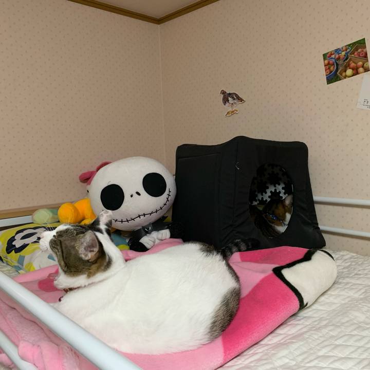 4509af4d 82b0 4244 a494 a10e9bf6ba9d 1602344001442