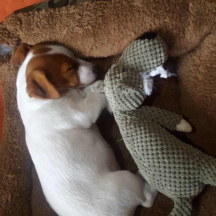 4509d9cb 56f4 442b a73b ff07685e74e4 1550205721219