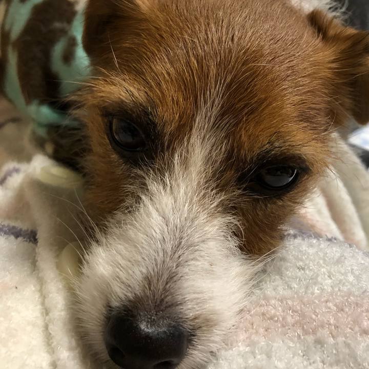 450bacd8 71e5 41d8 b110 ab49f62ffcb6 1546064736035