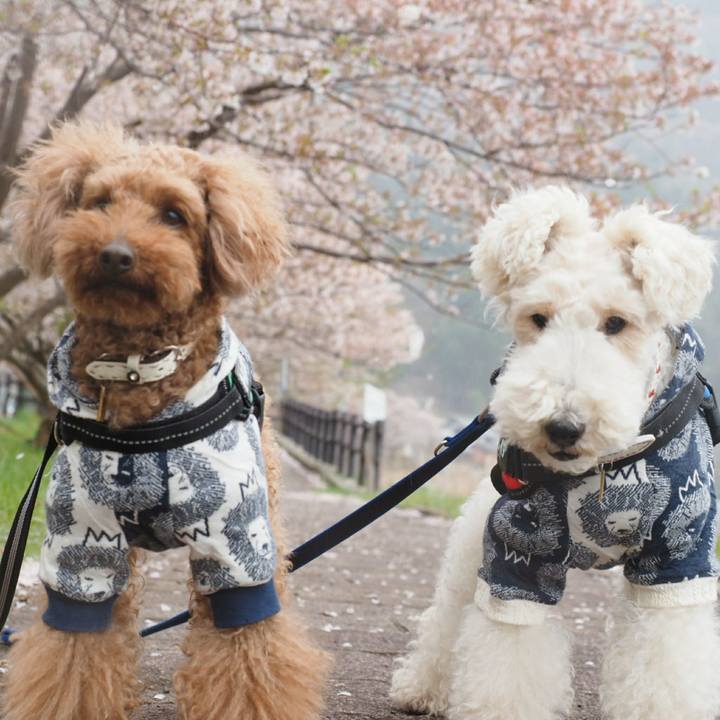 450ef35f f89c 4b71 bf1b 2c2e81f50424 1523169781974