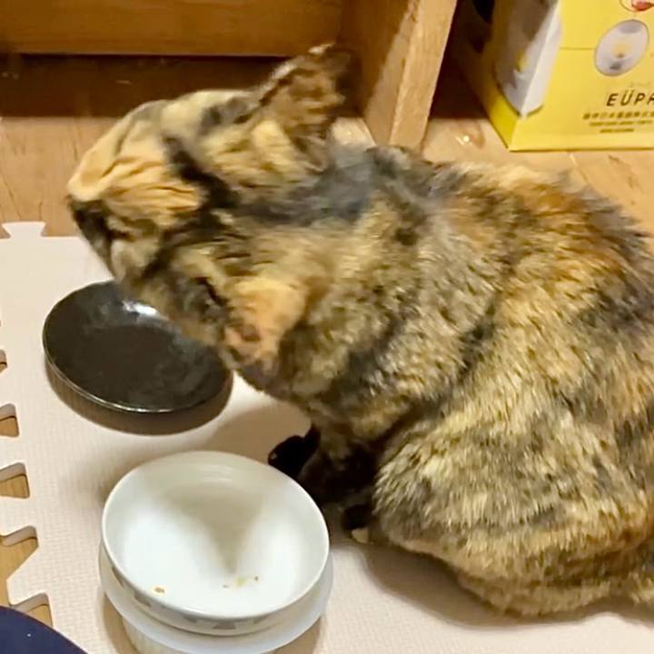 450f89bb b9fe 4cd1 9372 4a2eef8ffe9f 1743241302343