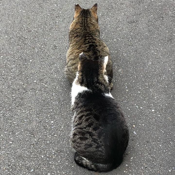 450f9bed b896 4261 b814 09f154f19918 1587132604782