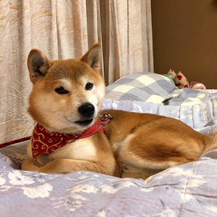 4510b65e b5b2 48ac 9483 2739b71cceb8 1543913578287