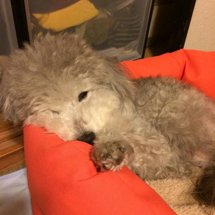 4510c8ba 0e40 4821 9a84 35ef505f1ecf 1512603520529