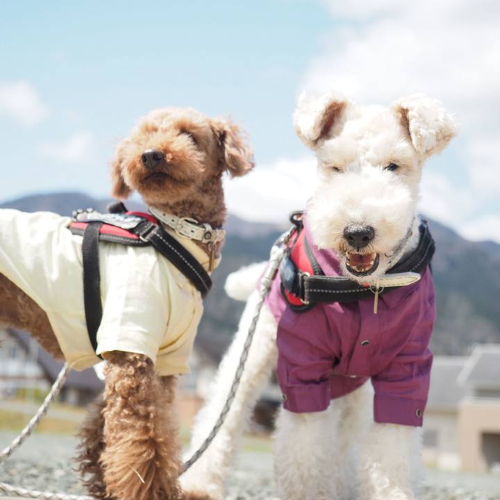 4511b973 7db4 42fe 96ae 0e36e5f678a1 1586091436135