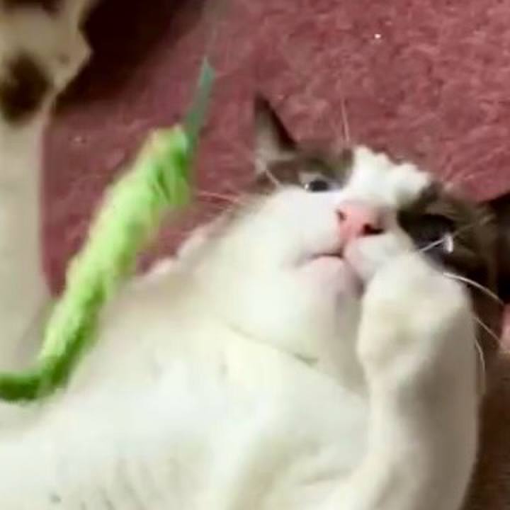 4511da29 8a45 4fff b688 0396e3e1a74d 1728013868446