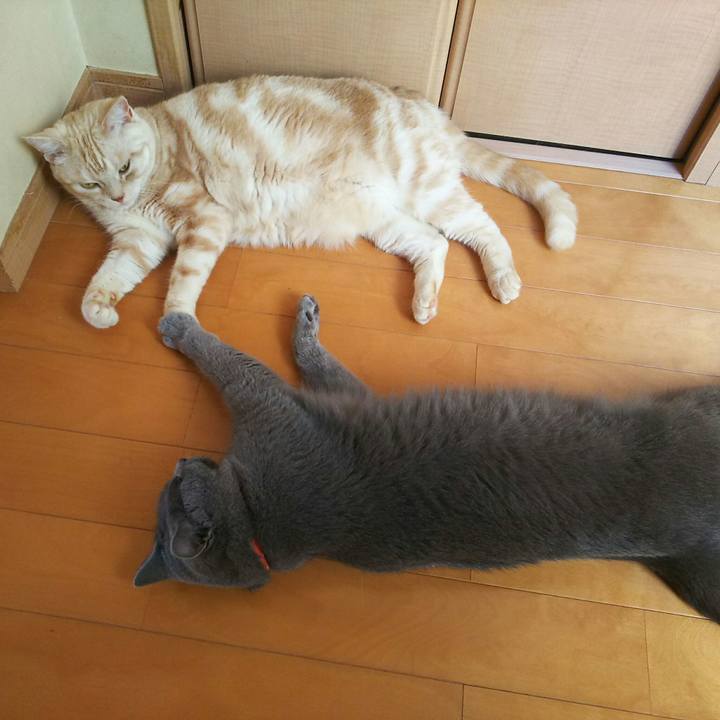 451203be 9669 4208 8ec6 44c16ee099b6 1532908124042