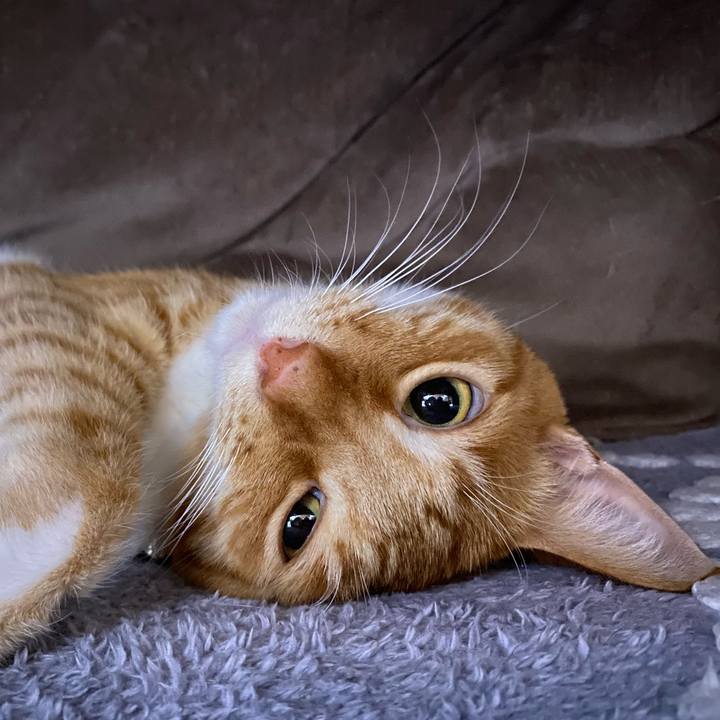 45126384 44ee 43cd 8381 92eed8a82720 1618396141514