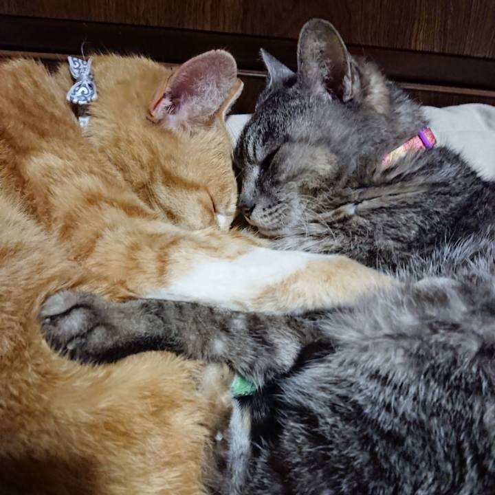 4513cc60 a2a1 4de3 b207 76d95aeb4028 1587386915865