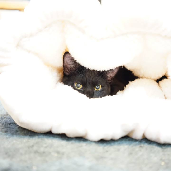 451866b1 5f6a 4acd 9605 9f14c894dc08 1510580963839