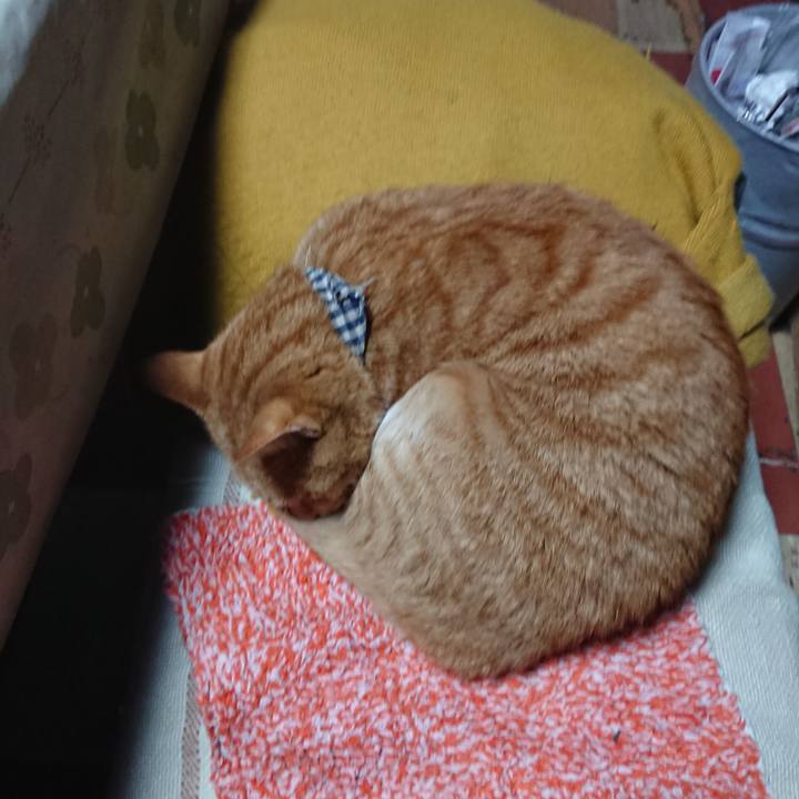 451936eb b707 433d a04c 1323bac9a795 1573246602180