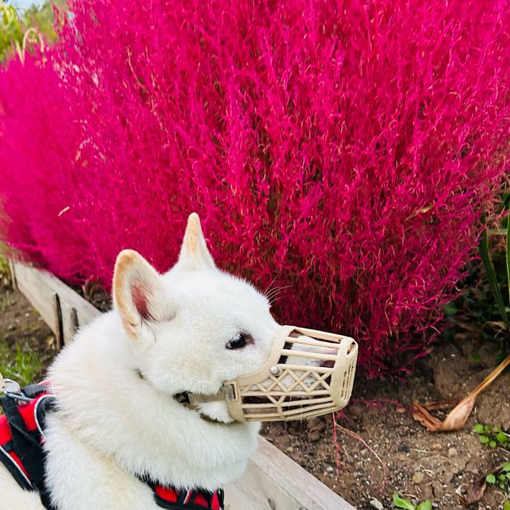 4519f7a3 f9e5 4b19 9f87 3871737ed68a 1760303387641