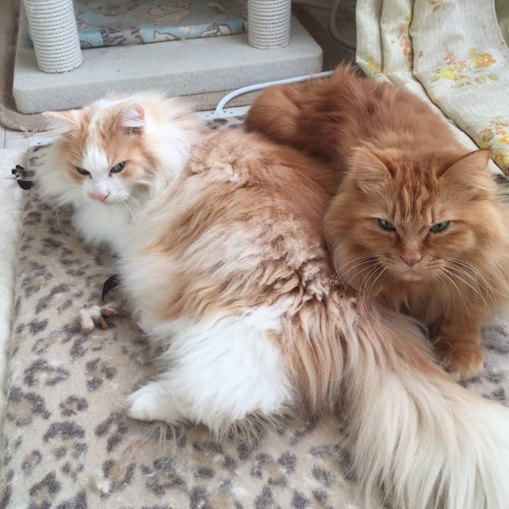 451aab1e b184 4d46 bfc3 754e3da1ebe1 1516661533292