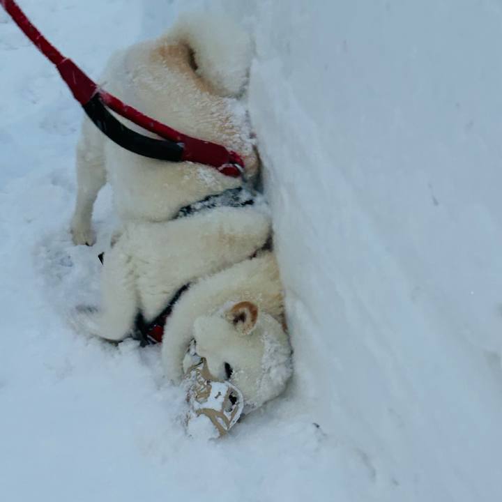 451acd0b 3c84 47da b16c 7dd953f54c2f 1768863219123