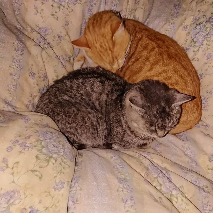 451b10b5 d0e9 4f52 9d48 3c3685e44f0b 1575473577837