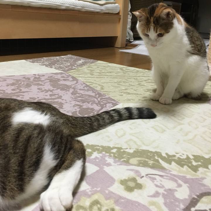 451bcae3 8b9c 40f1 8f9a 411678198738 1539171747679