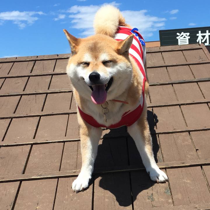 451c4eed f1fc 4f8d b879 c392143fe823 1560676950939