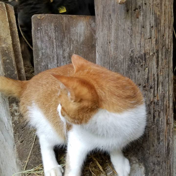 451ce541 35aa 4e81 a0a2 f394c9b795d7 1509841604248