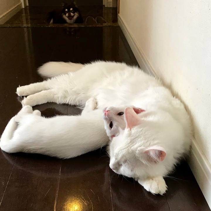 451e5415 169b 4b2a bb01 85295542cbb2 1567379295037