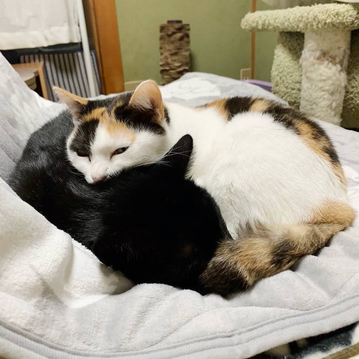 451f4ef9 150e 4e2b 9edb c995b992e796 1544581384659