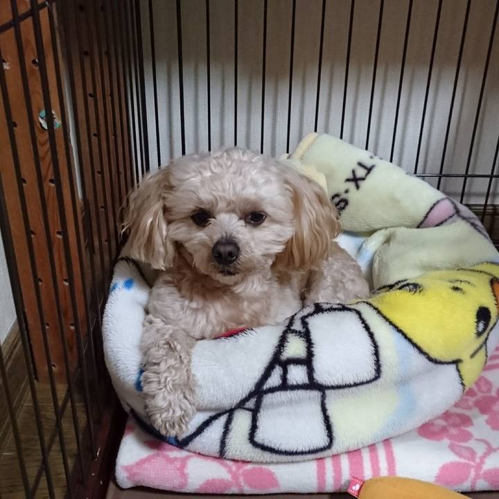 451f8c2e 7f03 4ece 9fd6 3bdd1c488071 1521990745378