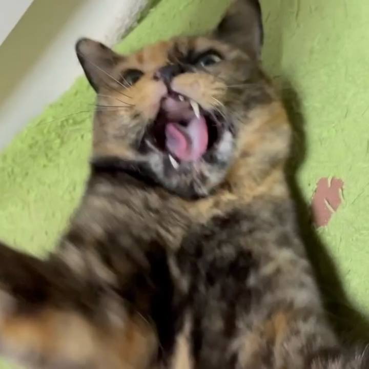 45222a48 faf4 43c9 9bde 54ed63e6d045 1763289833308