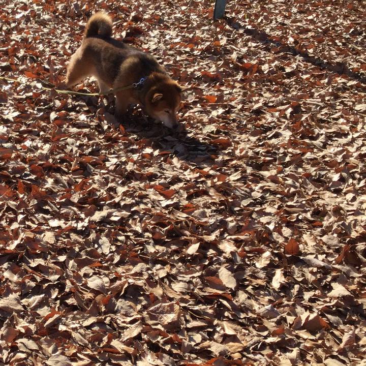 4523477b 243b 409a a649 60e07b35a62e 1608774133304