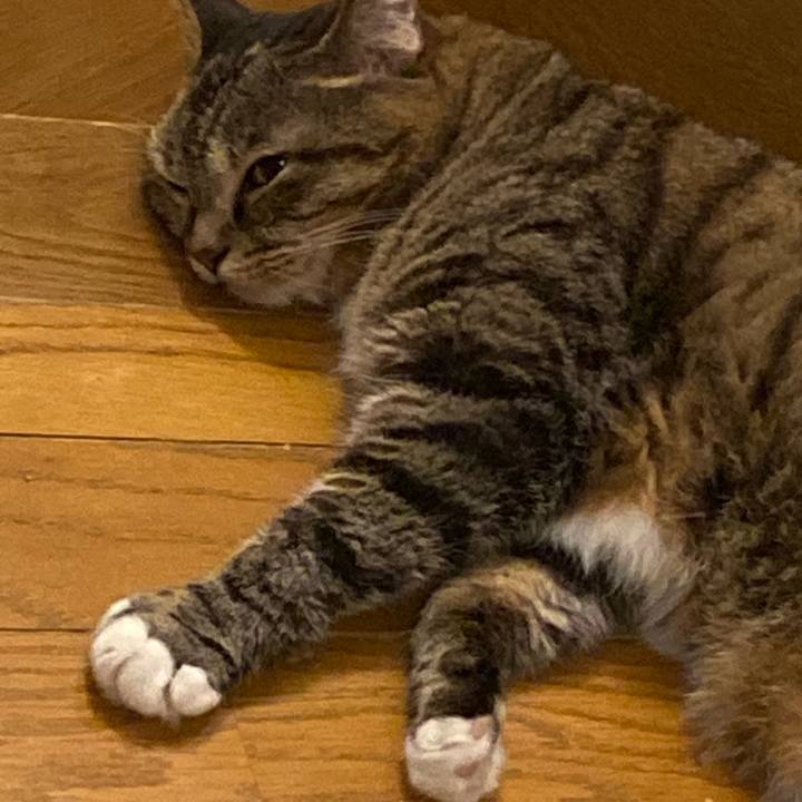 4523babc a187 4408 835a cc77d4111dc1 1692531953418