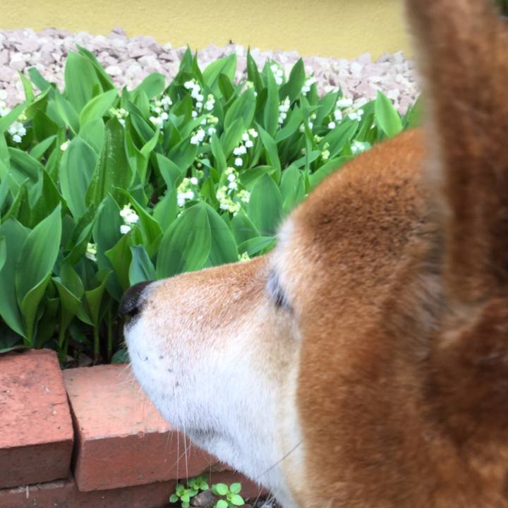 45247400 790b 42e4 8ac0 78b6b1ee722e 1556251005638