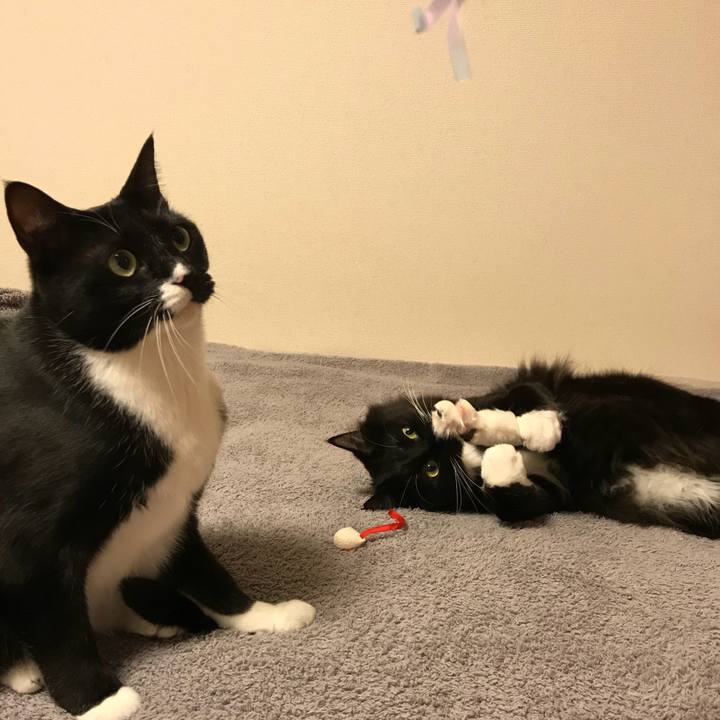 4524938d 542a 4536 95b6 619a9a170049 1519342238461