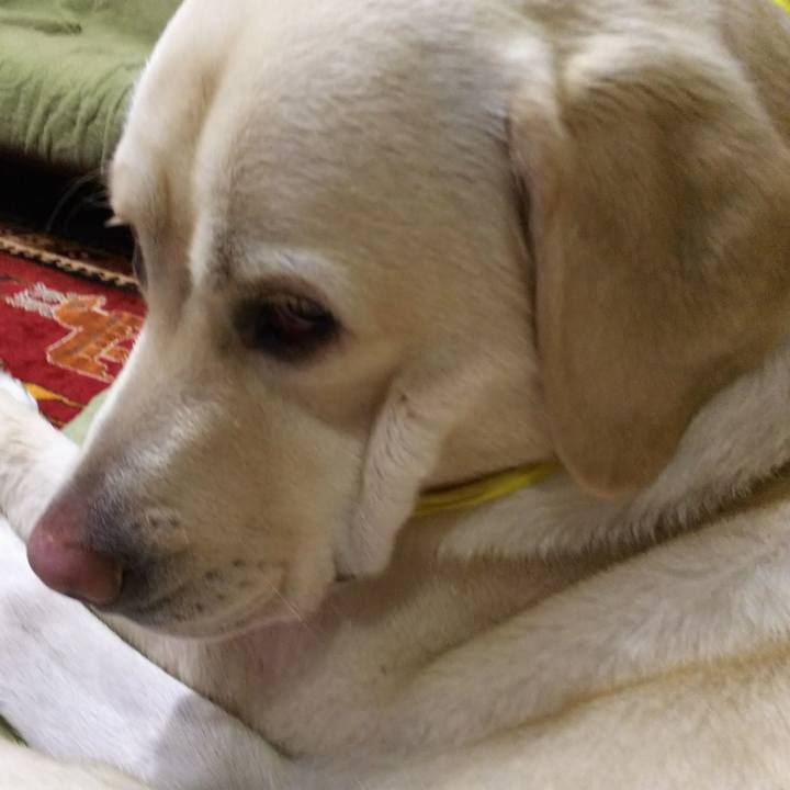 4524a253 3703 402d bb7e d938d9d4a2d0 1544692240067