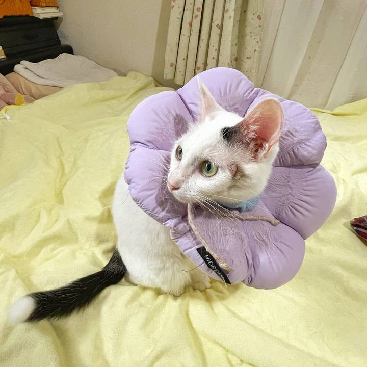 4524d90c cccf 4971 8273 5334a5fd16c1 1759541091688