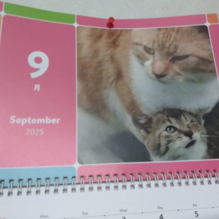 4525c50b 19c8 4f10 9a4a 0bc229ba26a6 1758271106006