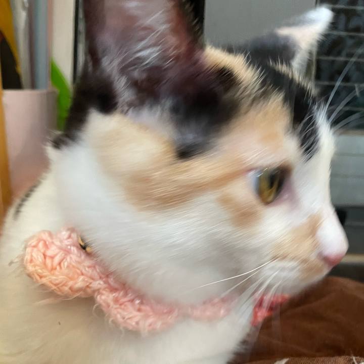 4525e072 305d 4210 b41f 46db7d30531c 1667518977581