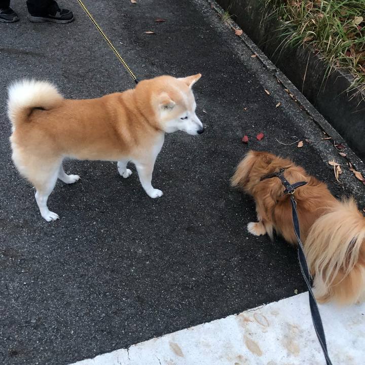 45265dea 0ee8 43b0 b58c 84999c6970b7 1542058753335