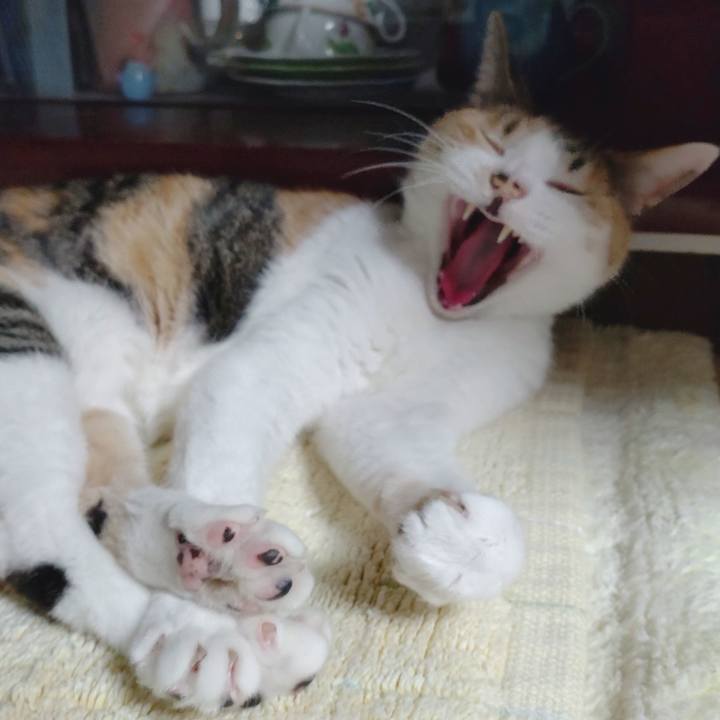 4526ebff f9a6 48b7 a130 fb3e279198c7 1666180621150