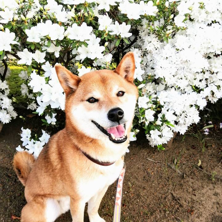 452a17b2 256b 4249 b6da 7e098e2204dd 1619319373379