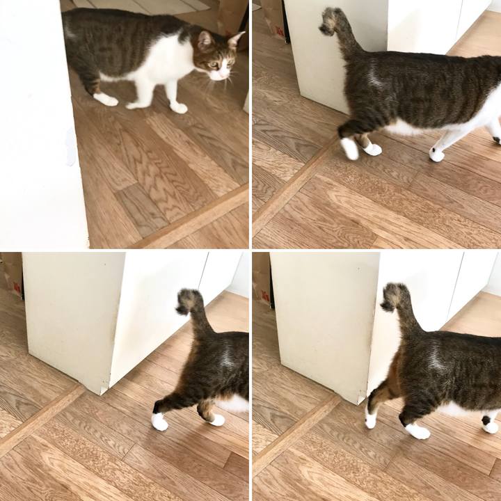 452a97a1 a10c 4a32 b2ea f76a0ad528d3 1510204176642