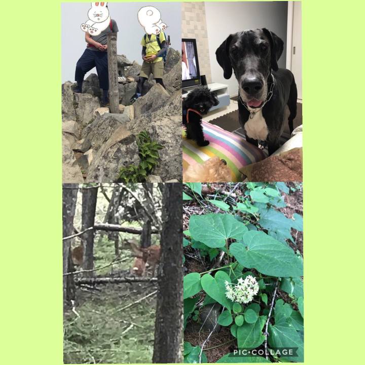 452aef3c 40cd 4a25 9c90 24f95ed12876 1533422324599