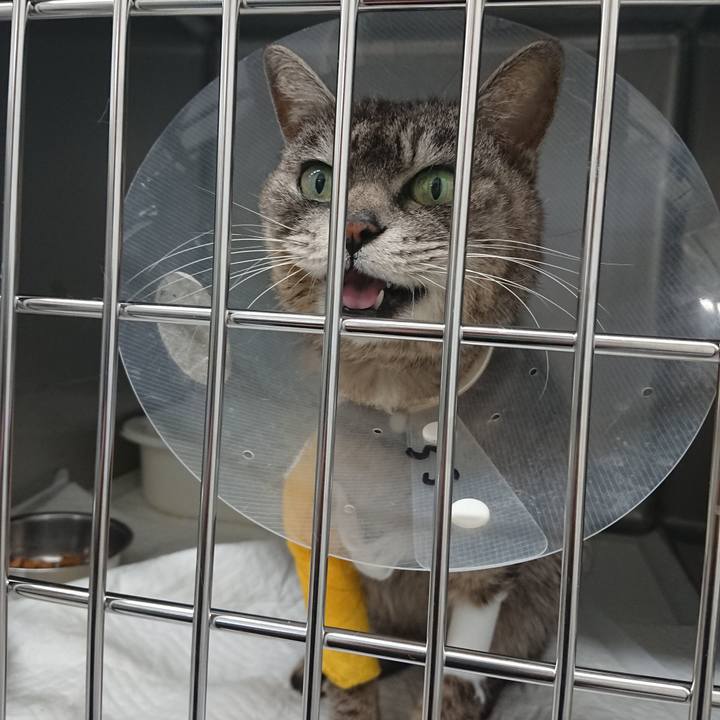 452bb267 2db4 4f7c 861b 8ff6058ed1dd 1586334713144