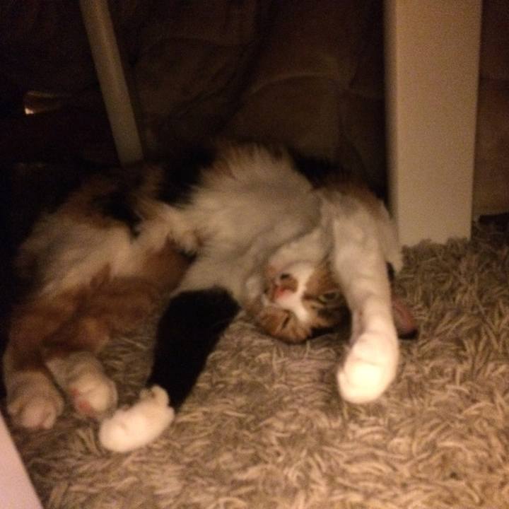 452d946b c24f 4b84 9a00 ccd5d775ab90 1544959989231