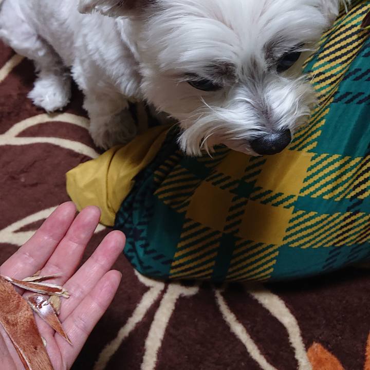 45303b58 7058 42a4 99dd c5e5ad6b76a8 1637673483781