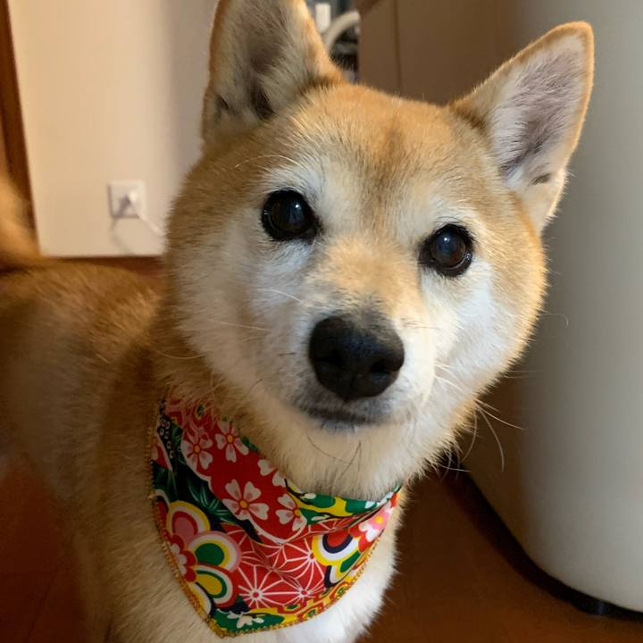 45305e6c 0bec 4afe bacc 31d556bba07f 1577763085681